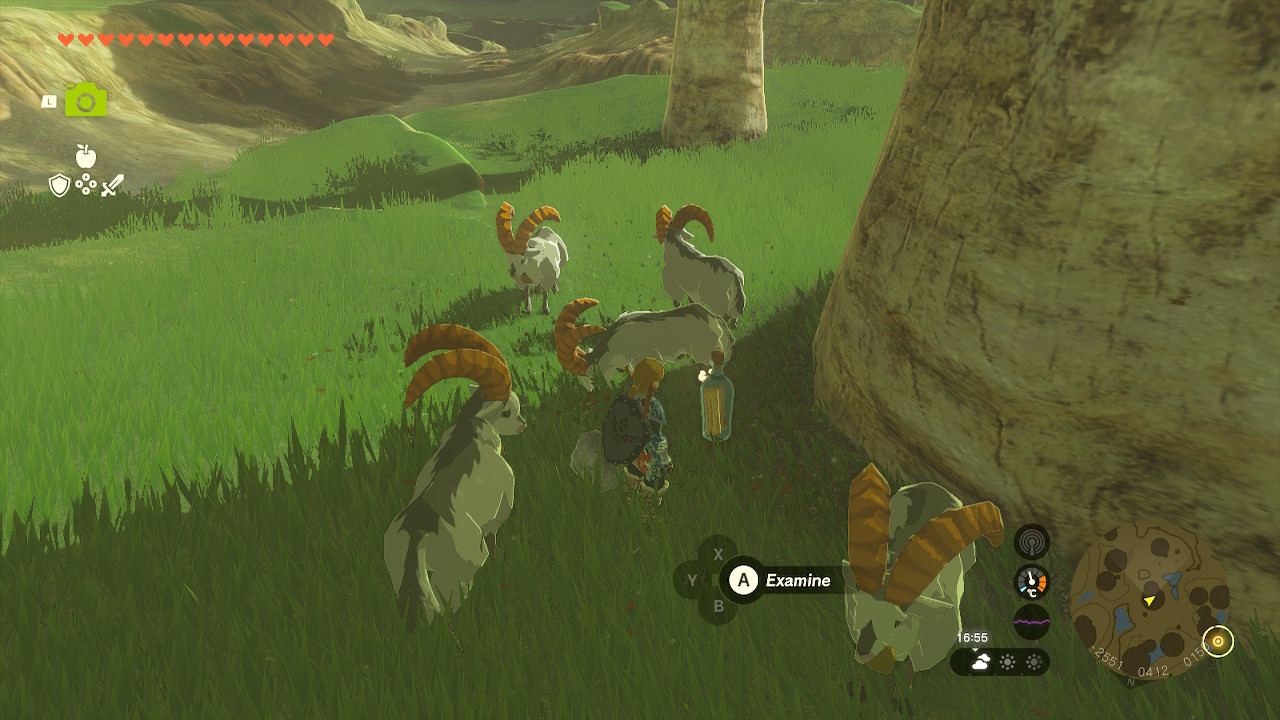 Link examining a bottle while being surrounded by white goats
