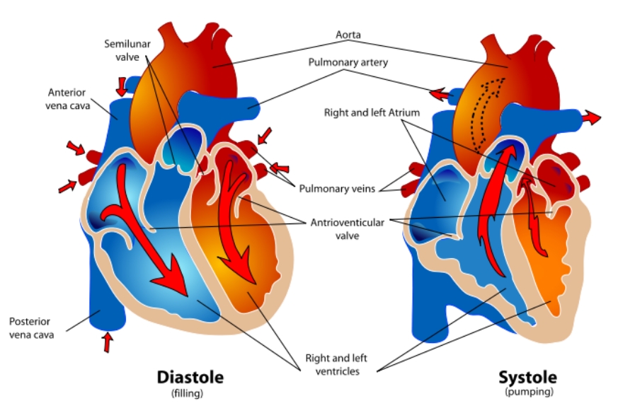 The Difference Between Systolic and Diastolic Pressure